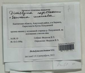 Dichelyma uncinatum Mitt., Гербарий мохообразных, Мхи - Чукотка и Камчатка (B21) (Россия)