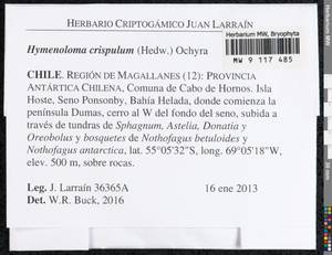 Hymenoloma crispulum (Hedw.) Ochyra, Гербарий мохообразных, Мхи - Америка (BAm) (Чили)