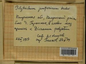 Polytrichum juniperinum Hedw., Гербарий мохообразных, Мхи - Центральное Нечерноземье (B6) (Россия)