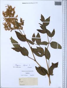 Кенигия альпийская (All.) T.M.Schust. & Reveal, Средняя Азия и Казахстан, Памир и Памиро-Алай (M2) (Таджикистан)