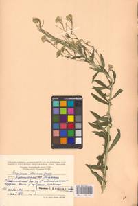 Желтушник душистый Ehrh., Восточная Европа, Средневолжский район (E8) (Россия)