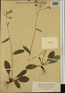 Hieracium transylvanicum Heuff., Западная Европа (EUR) (Венгрия)