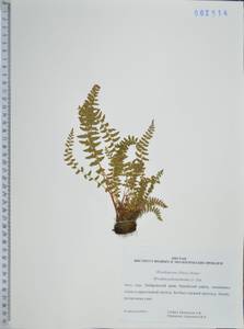 Вудсия многорядниковая D.C.Eaton, Сибирь, Дальний Восток (S6) (Россия)