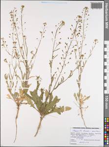 Пастушья сумка обыкновенная (L.) Medik., Восточная Европа, Белоруссия (E3a) (Белоруссия)