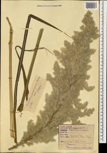 Tripidium ravennae (L.) H.Scholz, Кавказ, Черноморское побережье (от Новороссийска до Адлера) (K3) (Россия)