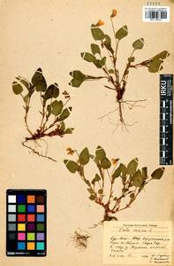 Фиалка собачья L., Сибирь, Прибайкалье и Забайкалье (S4) (Россия)