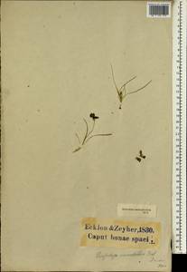 Geissorhiza ornithogaloides Klatt, Африка (AFR) (ЮАР)