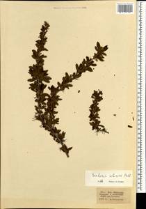 Барбарис сибирский Pall., Монголия (MONG) (Монголия)