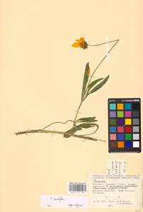 Кореопсис крупноцветковый Hogg ex Sw., Восточная Европа, Молдавия (E13a) (Молдавия)