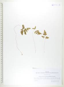 Голокучник иезский (Koidz.) Koidz., Сибирь, Дальний Восток (S6) (Россия)