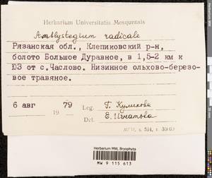 Pseudocampylium radicale (P. Beauv.) Vanderp. & Hedenäs, Гербарий мохообразных, Мхи - Центральное Нечерноземье (B6) (Россия)