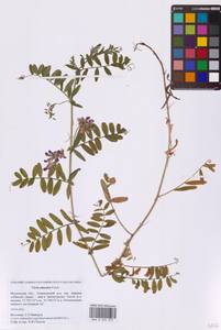 Горошек приятный Fisch. ex Ser., Восточная Европа, Московская область и Москва (E4a) (Россия)