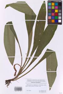 Медуница узколистная L., Восточная Европа, Московская область и Москва (E4a) (Россия)