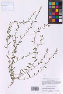 Спорыш птичий, Горец птичий L., Восточная Европа, Московская область и Москва (E4a) (Россия)