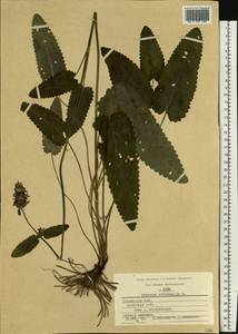 Betonica officinalis subsp. officinalis, Восточная Европа, Центральный район (E4) (Россия)