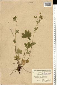 Potentilla thuringiaca subsp. goldbachii (Rupr.) Th. Wolf, Восточная Европа, Московская область и Москва (E4a) (Россия)