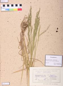 Мятлик луговой L., Сибирь, Центральная Сибирь (S3) (Россия)