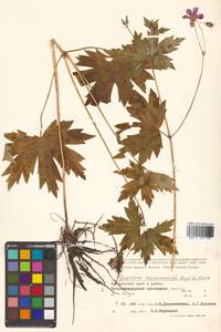 Герань Максимовича Regel & Maack, Сибирь, Дальний Восток (S6) (Россия)