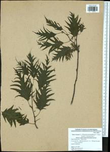 Ольха серая (L.) Moench, Восточная Европа, Центральный район (E4) (Россия)