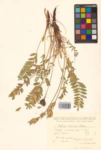 Oxytropis campestris subsp. rishiriensis (Matsum.) Toyok., Сибирь, Дальний Восток (S6) (Россия)
