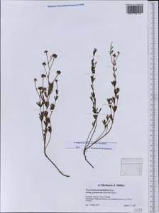 Dorycnium pentaphyllum subsp. germanicum (Gremli)Gams, Западная Европа (EUR) (Германия)