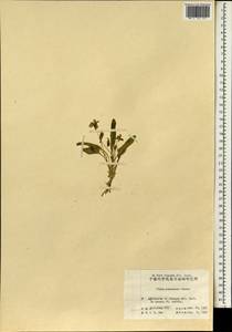 Viola philippica subsp. philippica, Зарубежная Азия (ASIA) (КНР)