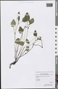 Viola canina subsp. ruppii (All.) Schübl. & G. Martens, Восточная Европа, Восточный район (E10) (Россия)