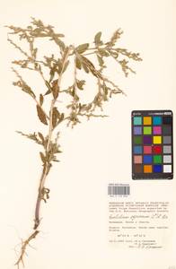 Крепкоплодник сирийский (L.) W.T.Aiton, Восточная Европа, Нижневолжский район (E9) (Россия)