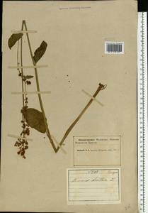 Щавель кислый L., Восточная Европа, Северный район (E1) (Россия)