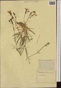 Dianthus arrostii C. Presl, Западная Европа (EUR)