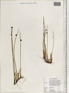 Ситник арктический Willd., Восточная Европа, Северный район (E1) (Россия)
