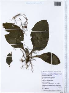 Primulina swinglei (Merr.) Mich. Möller & A. Weber, Зарубежная Азия (ASIA) (Вьетнам)