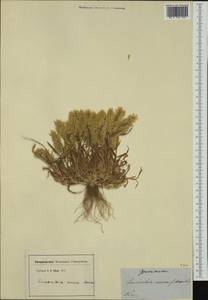 Lamarckia aurea (L.) Moench, Западная Европа (EUR) (Франция)
