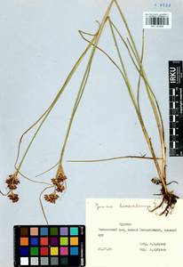Juncus castaneus subsp. leucochlamys (V.J.Zinger ex V.I.Krecz.) Hultén, Сибирь, Прибайкалье и Забайкалье (S4) (Россия)