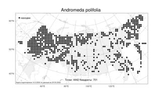 Andromeda polifolia, Подбел обыкновенный L., Атлас флоры России (FLORUS) (Россия)