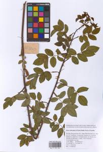 Шиповник почти-собачий (Christ) Dalla Torre & Sarnth., Восточная Европа, Московская область и Москва (E4a) (Россия)