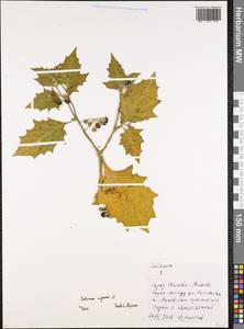 Паслен черный L., Восточная Европа, Московская область и Москва (E4a) (Россия)