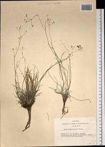 Володушка двустебельная Helm, Сибирь, Алтай и Саяны (S2) (Россия)