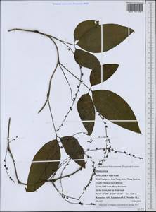 Диоскорея, Зарубежная Азия (ASIA) (Вьетнам)