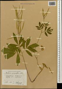 Сердечник пятилистный (M.Bieb.) Schmalh., Кавказ, Ставропольский край, Карачаево-Черкесия, Кабардино-Балкария (K1b) (Россия)