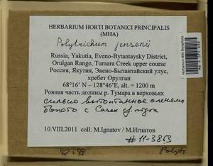 Polytrichum jensenii I. Hagen, Гербарий мохообразных, Мхи - Якутия (B19) (Россия)