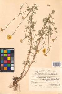 Cota tinctoria subsp. tinctoria, Восточная Европа, Московская область и Москва (E4a) (Россия)