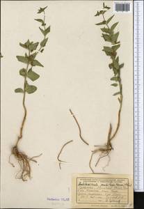 Ластовень низкорослый Decne., Средняя Азия и Казахстан, Копетдаг, Бадхыз, Малый и Большой Балхан (M1) (Туркмения)