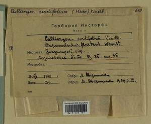 Calliergon cordifolium (Hedw.) Kindb., Гербарий мохообразных, Мхи - Центральное Нечерноземье (B6) (Россия)