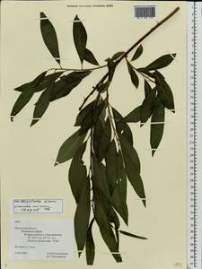 Ива Гмелина, Ива шерстистопобеговая Pall., Восточная Европа, Центральный район (E4) (Россия)