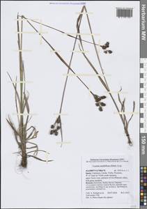 Ожика, Западная Европа (EUR) (Испания)