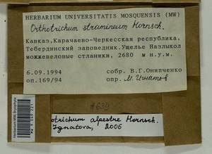 Orthotrichum alpestre Hornsch. ex Bruch & Schimp., Гербарий мохообразных, Мхи - Северный Кавказ и Предкавказье (B12) (Россия)