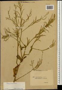 Rhamphospermum arvense (L.) Andrz. ex Besser, Кавказ, Азербайджан (K6) (Азербайджан)