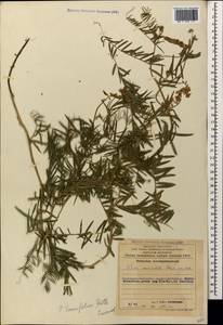 Горошек тонколистный Roth, Кавказ, Азербайджан (K6) (Азербайджан)