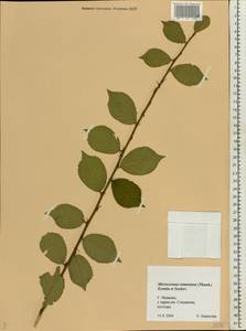 Prunus tomentosa Thunb., Восточная Европа, Центральный лесной район (E5) (Россия)